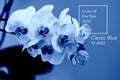 Classic Blue. Color of the Year 2020. delicate pink Orchid with dew drops close-up on light blue background