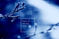 Classic Blue. Color of the Year 2020. spring tree branch with leaves on a blurred background