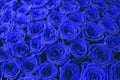 Classic blue floral roses backdrop. Blue roses background