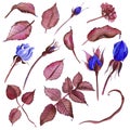 Classic blue, white rose, white hydrangea, ranunculus, watercolor flowers. Classic blue, blue rose, burgundy green Royalty Free Stock Photo