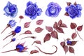 Classic blue, white rose, white hydrangea, ranunculus, watercolor flowers. Classic blue, blue rose, burgundy green Royalty Free Stock Photo