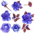 Classic blue, white rose, white hydrangea, ranunculus, watercolor flowers. Classic blue, blue rose, burgundy green Royalty Free Stock Photo