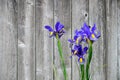 Classic blue and yellow Siberian Iris blooming against a rustic wood fence