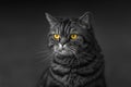 Tabby cat portrait with amber eyes black and white