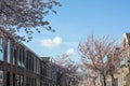 Classic brown dutch houses on the street with beautiful pink cherry trees in bloom in the spring