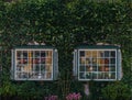 Classic building and green ivy window and Halloween Royalty Free Stock Photo