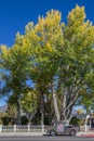 Classic car and fall colors in Bridgeport, California