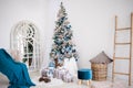 Classic christmas New Year decorated interior room New year tree. Christmas tree with gold decorations. Modern white classical sty Royalty Free Stock Photo