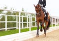 Classic Dressage horse. Horse rider girl and horse. Trot strengthening suspension. Equestrian competition show. Green Royalty Free Stock Photo