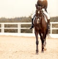 Classic Dressage horse. Portrait red horse in training. Equestrian sport. Front view. Sports stallion in the bridle. The Royalty Free Stock Photo