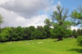 Classic England landscape