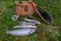 Classic fly fishing tackle with catch of the day. Royalty Free Stock Photo