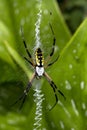 Classic Garden Spider and Zig Zag Web