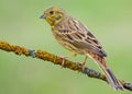 Classic good shot of Male Yellowhammer emberiza citrinella perched on lichen covered branch with clean green background