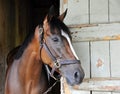 Great Horse Racing photos by Fleetphoto