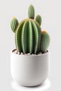 Classic interior cactus on a pot over white background studio shot