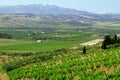 Classic Italy, vineyard in sicily