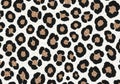 Classic leopard print pattern on white background Royalty Free Stock Photo