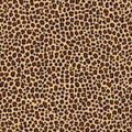 Classic Leopard Print Texture. Traditional leopard print with realistic fur texture