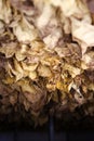 The classic method of drying tobacco in the kiln