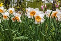 Classic narcissus plant with yellow-orange flowers, `Replete Improved` variety with double pink petals, daffodil, jonquil