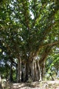 Classic Old Growth Holy Banyan Tree Royalty Free Stock Photo