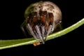 Classic Orbweaver Royalty Free Stock Photo