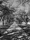 A classic orchard has a path running through the springtime trees Royalty Free Stock Photo