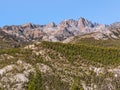 PIne trees on the rugged mountainside in the Eastern Sierras Royalty Free Stock Photo