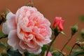 Classic pink rose & budbud Royalty Free Stock Photo