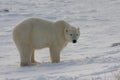 Classic Polar Bear Stance Royalty Free Stock Photo