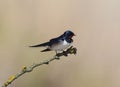 Classic portrait of a barn swallow on brigh blurred beige background.