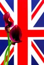 Classic purple calla lilies against united kingdom flag background Royalty Free Stock Photo