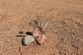 Classic Purple Prickly Pear Cactus in Desert Style Xeriscaped Ground