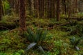 Classic rainforest in the Olympic park. Dark green colorful forest