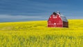 Classic Red Barn in a field of yellow blooming Canola