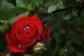 Red Rose