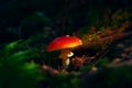 Classic red toadstool, Amanita muscaria mushrom in the autumn forest Royalty Free Stock Photo