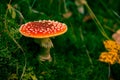 Classic red toadstool, Amanita muscaria mushrom in the autumn forest Royalty Free Stock Photo