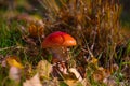 Classic red toadstool, Amanita muscaria mushrom in the autumn forest Royalty Free Stock Photo