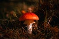 Classic red toadstool, Amanita muscaria mushrom in the autumn forest Royalty Free Stock Photo