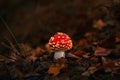 Classic red toadstool, Amanita muscaria mushrom in the autumn forest Royalty Free Stock Photo