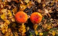 Classic red toadstool, Amanita muscaria mushrom in the autumn forest Royalty Free Stock Photo
