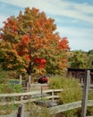 Classic red tractor sits under a colorful fall tree Royalty Free Stock Photo