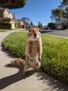 An inquisitive ground squirrel explores a neighborhood sidewalk Generative AI.jpeg Royalty Free Stock Photo