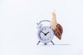 Classic round clock with arrows and a beautiful snail with a spiral shell on them on a white background. Time concept