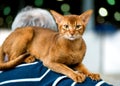 Classic ruddy Abyssinian cat on owner shoulders