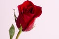 Classic single red rose Royalty Free Stock Photo