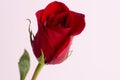 Classic single red rose