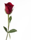 Classic single red rose Royalty Free Stock Photo